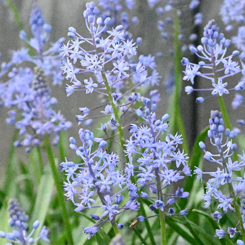 Scilla persica