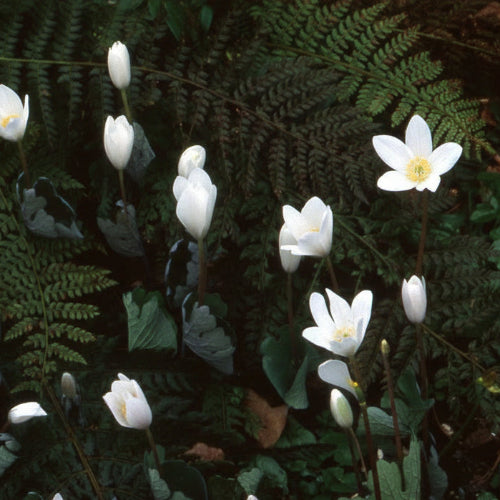 Sanguinaria canadensis