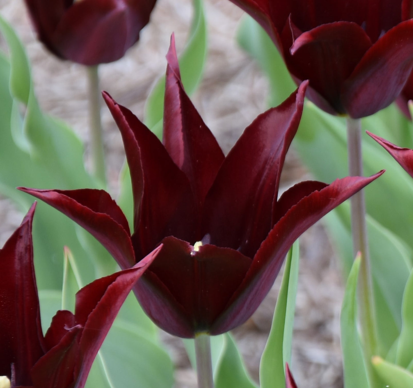 Tulip Sarah Raven AGM