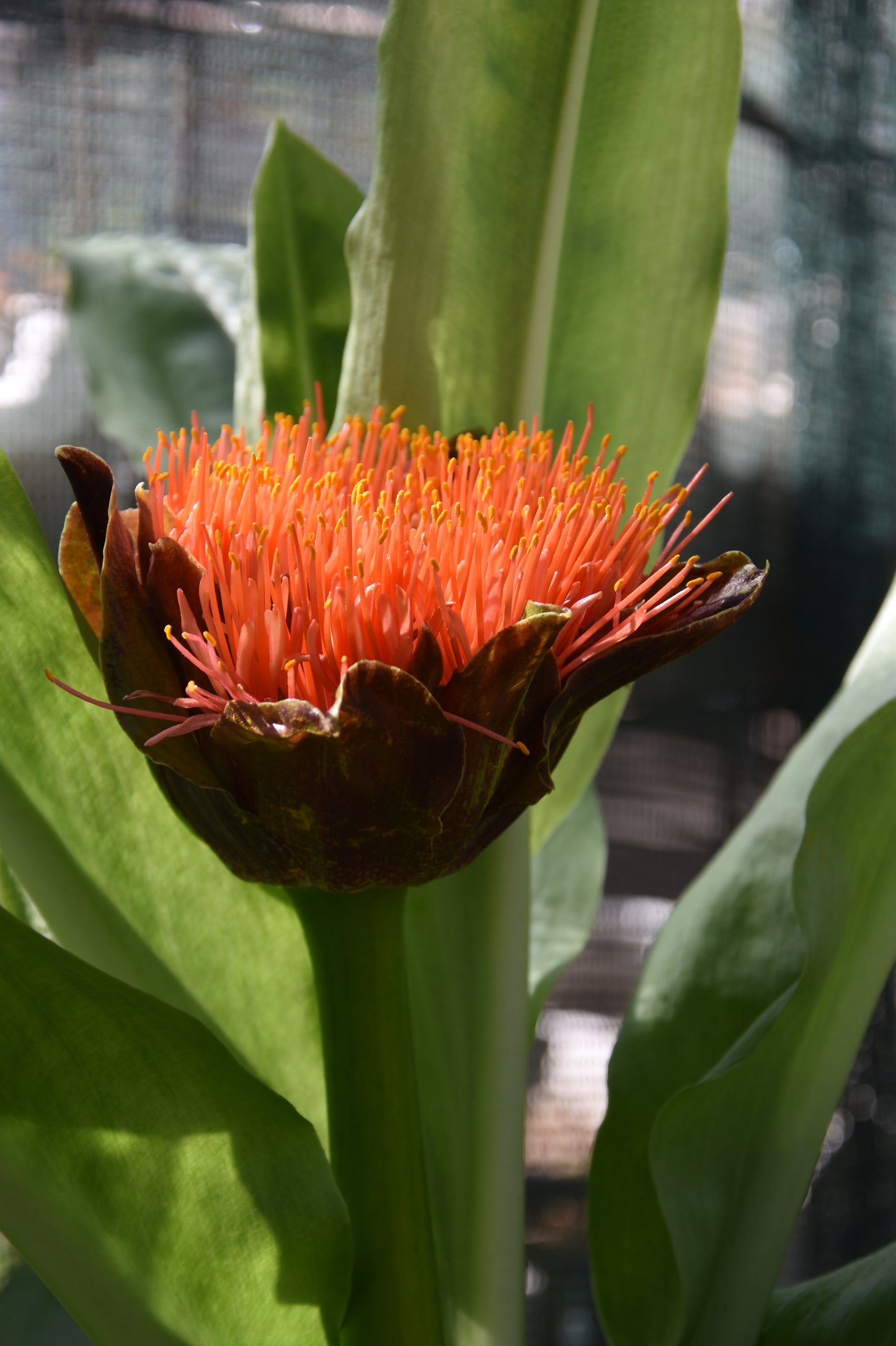Scadoxus puniceus