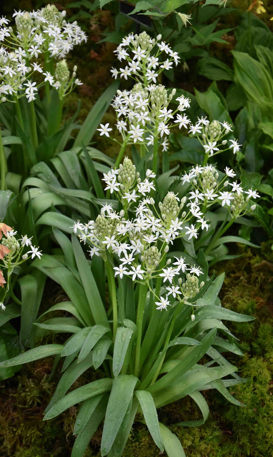 Scilla peruviana White Moon