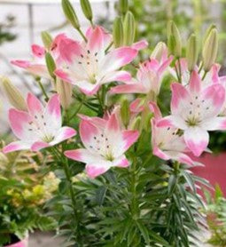 Lilium 'Sugar Love'