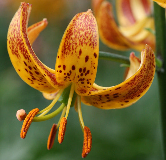 Lilium martagon 'Sunny Morning'