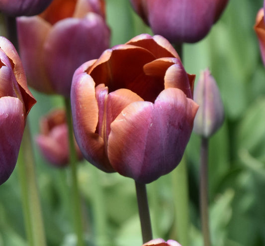 Tulip Superba, 1913