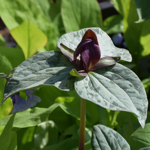 Trillium cuneatum