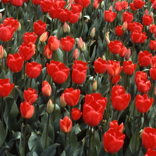Tulip Apeldoorn