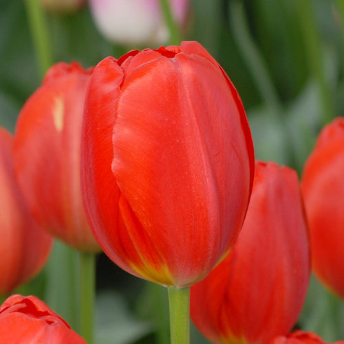 Tulip Canadian Liberator