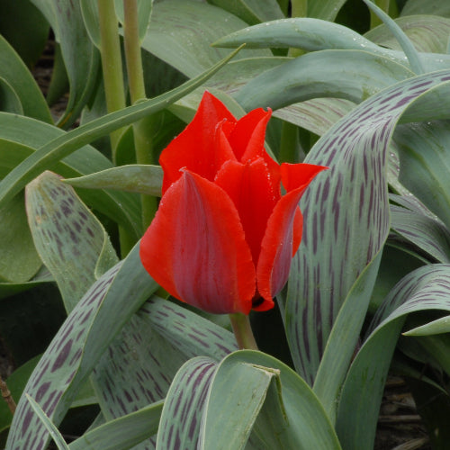 Tulip Julius Caesar