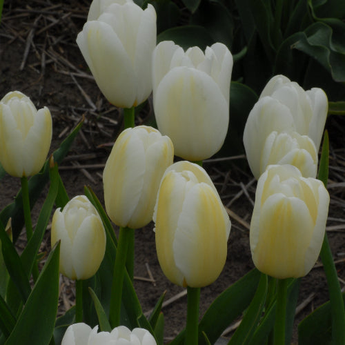 Tulip Catherina