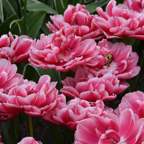 Tulip Columbus