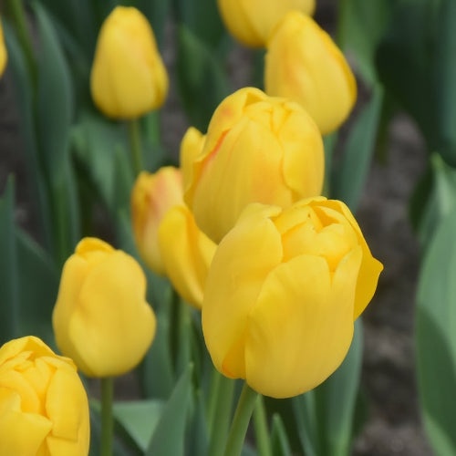 Tulip El Dorado