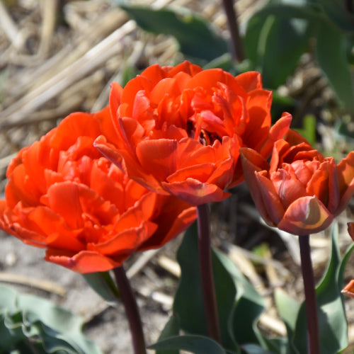 Tulip Hermitage Double