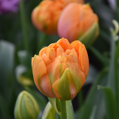 Tulip Le Lavandou