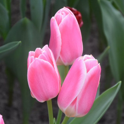 Tulip Mandy's Choice