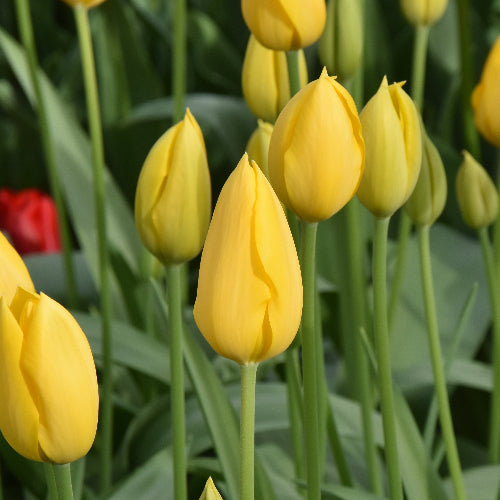 Tulip Muscadet