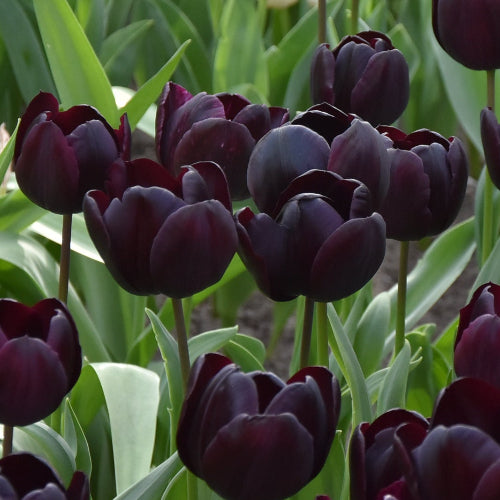 Tulip Nightmare