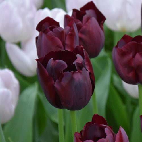 Tulip Night Vision