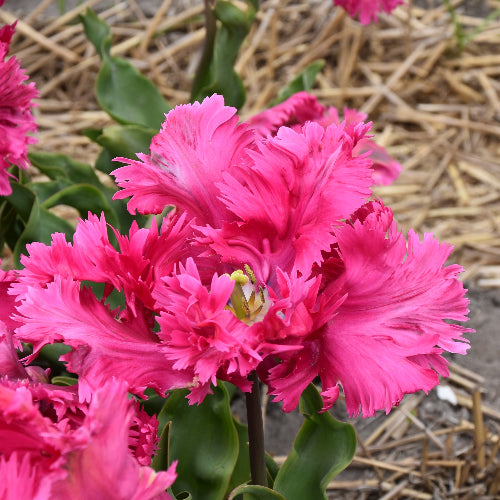 Tulip Power Parrot