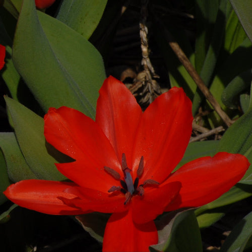 Tulip praestans 'Zwanenburg'