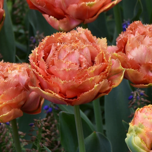 Tulip Sensual Touch