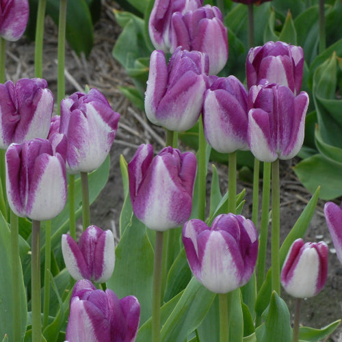 Tulip Shiun