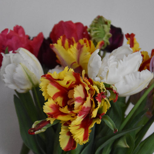 Tulip Mixed Parrots
