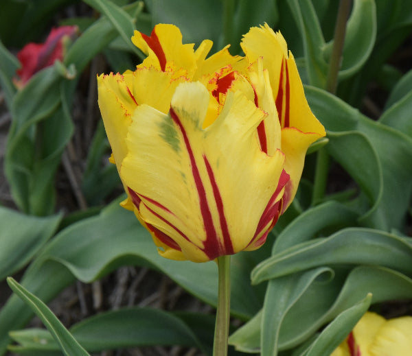 Tulip Texas Flame