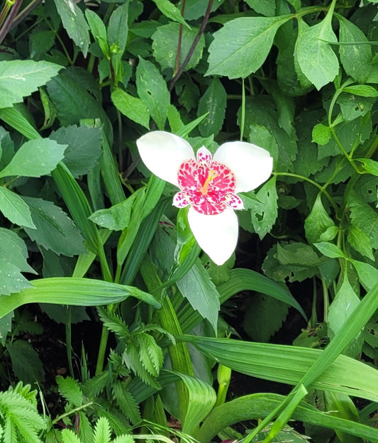 Tigridia pavonia Alba 'Grandiflora'