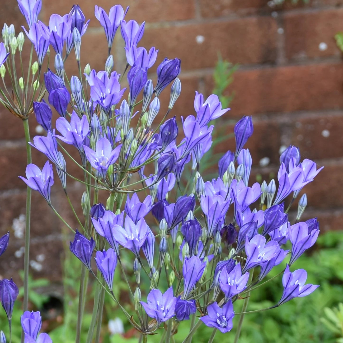 Triteleia Blues