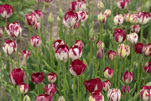 Tulip – Rembrandt Kievitseitje can use