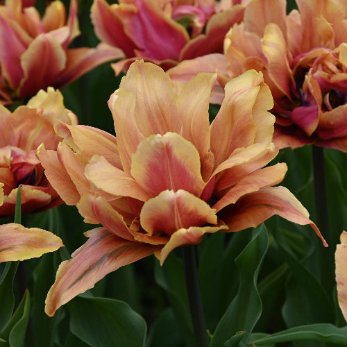 Tulip Callahan