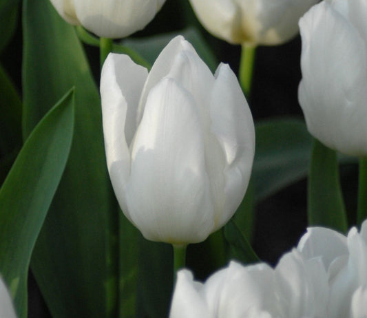 Tulip White Prince