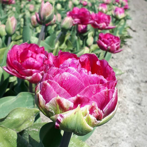 Tulip Wicked in Pink