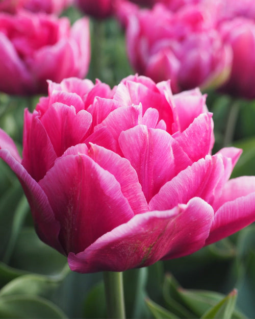 Tulip Wicked in Pink
