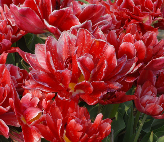 Tulip Willemsoord