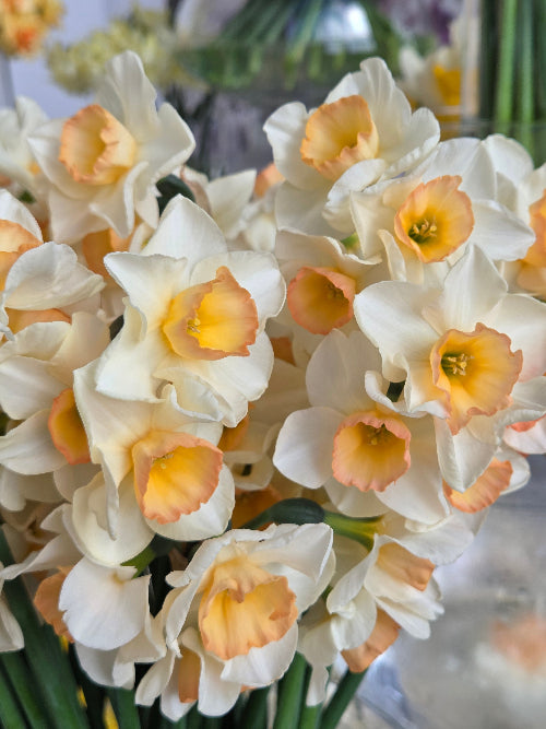 Narcissus Yazz