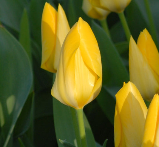 Tulip Yellow Purissima