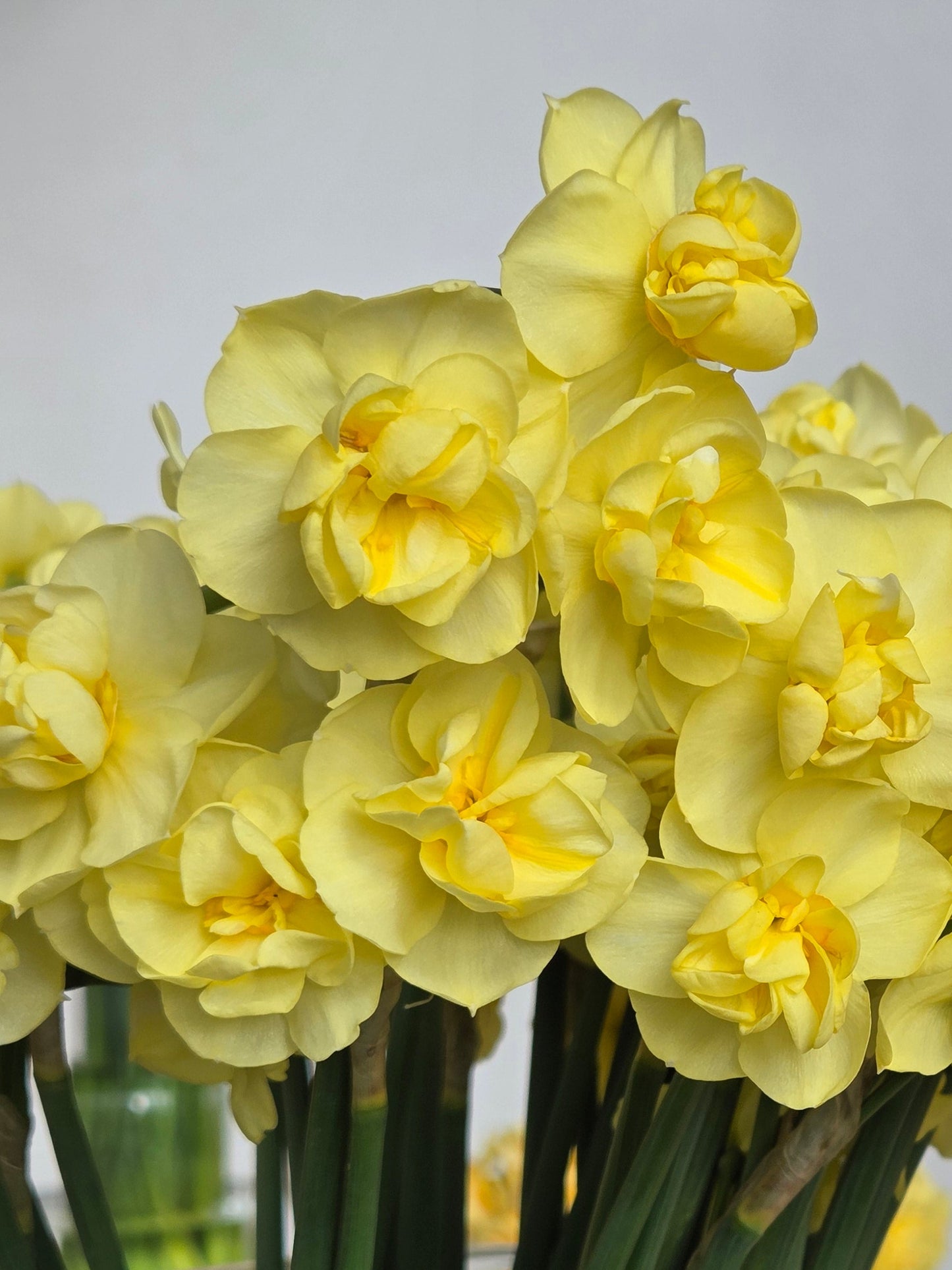 Narcissus Yellow Cheerfulness AGM