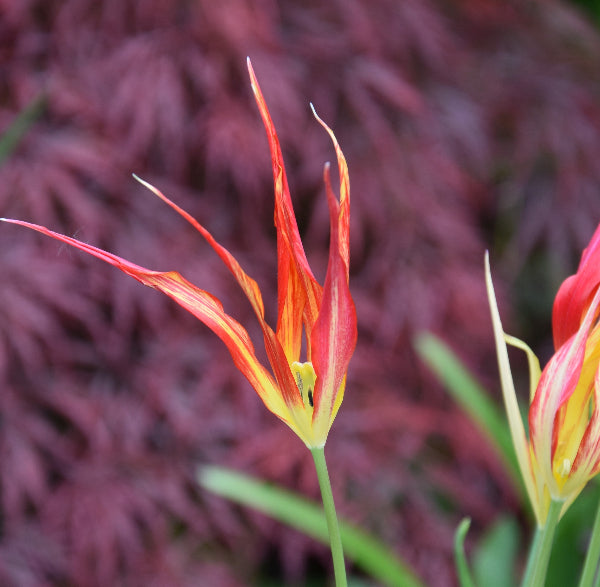 Tulip acuminata