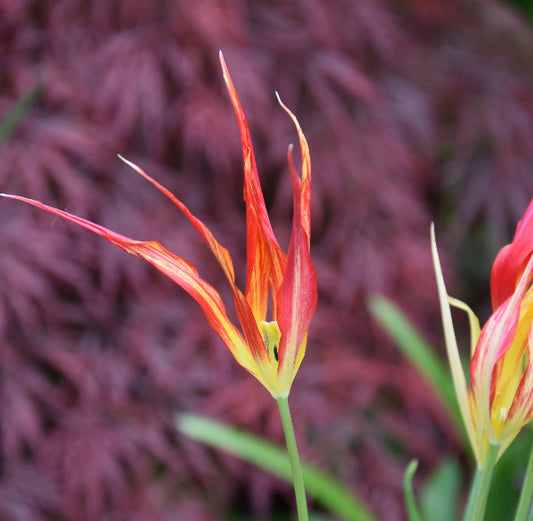 Tulip acuminata