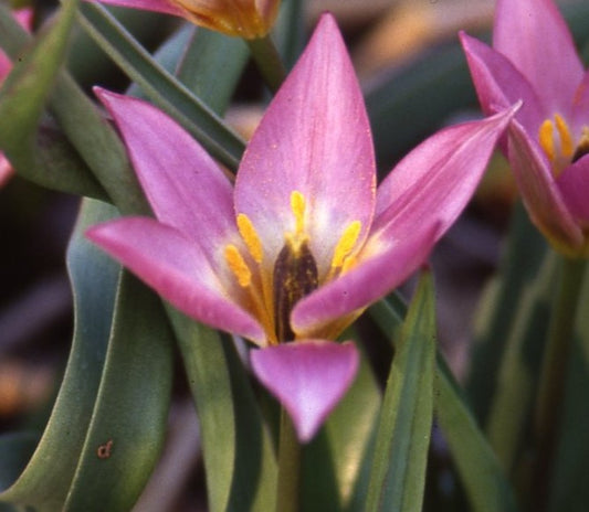 Tulip aucheriana AGM