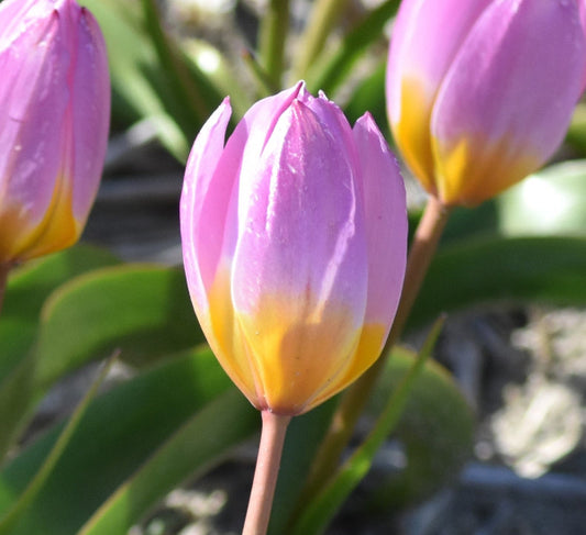Tulip bakeri 'Lilac Wonder' AGM
