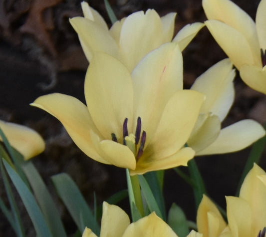 Tulip batalinii 'Bright Gem' AGM