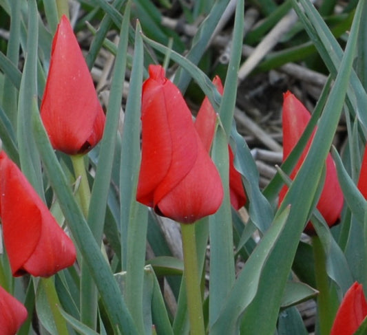 Tulip linifolia (batalinii group) 'Red Hunter' AGM
