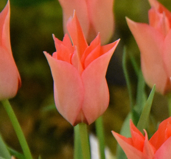 Tulip batalinii 'Salmon Gem'