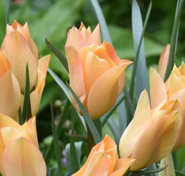 Tulip batalinii 'Bronze Charm'