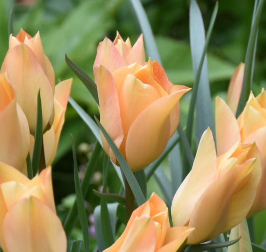 Tulip batalinii 'Bronze Charm'