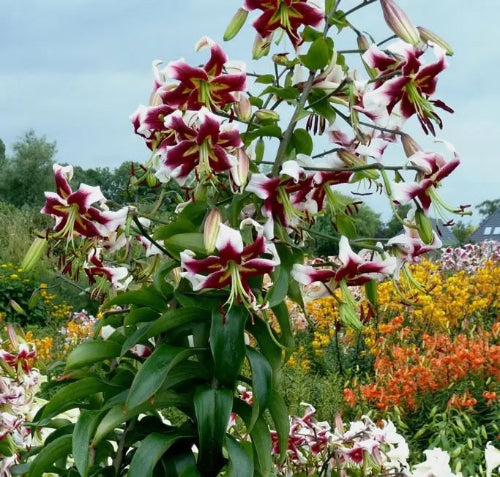 Lilium Beverly Dreams