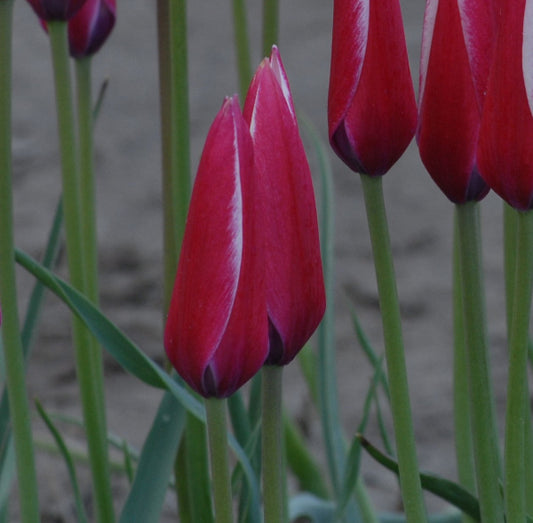 Tulip clusiana 'Lady Jane' AGM