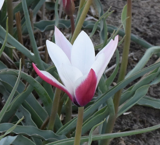 Tulip clusiana 'Peppermint Stick' AGM